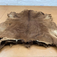 Load image into Gallery viewer, Native Sokoto Hair on Goat
